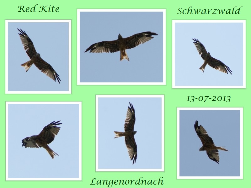 red-kite-schwarzwald